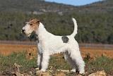 FOX TERRIER 400